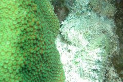 IMG_2111-.Medium