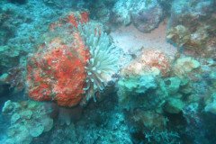 IMG_2116-.Medium
