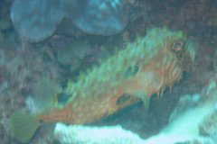 IMG_2125-.Medium