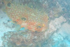 IMG_2129-.Medium