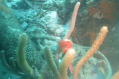 IMG_2130-.Medium