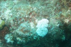 IMG_2137-.Medium