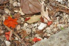 IMG_2142-.Medium