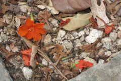 IMG_2143-.Medium