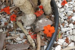IMG_2144-.Medium