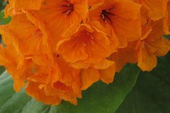 IMG_2147-.Medium