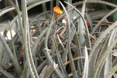 IMG_2151-.Medium