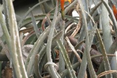 IMG_2152-.Medium