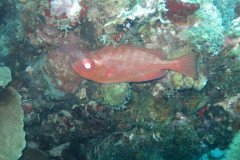 IMG_2153-.Medium