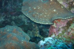 IMG_2154-.Medium