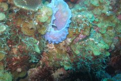 IMG_2156-.Medium