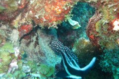 IMG_2164-.Medium