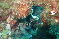 IMG_2165-.Medium