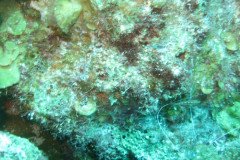 IMG_2169-.Medium