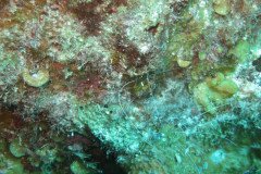 IMG_2170-.Medium