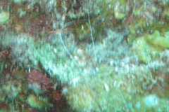 IMG_2171-.Medium