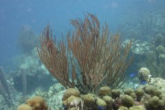 IMG_2172-.Medium