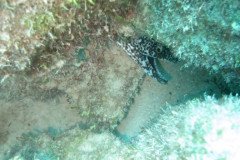 IMG_2173-.Medium