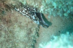 IMG_2174-.Medium