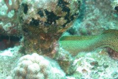 IMG_2177-.Medium