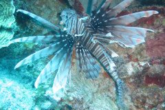 IMG_2184-.Medium