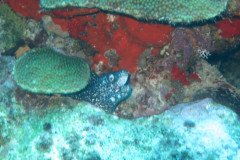IMG_2185-.Medium