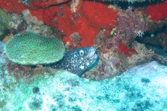 IMG_2186-.Medium