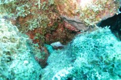 IMG_2188-.Medium