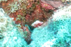 IMG_2189-.Medium