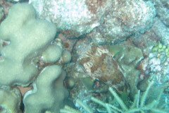 IMG_2194-.Medium