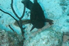 IMG_2195-.Medium