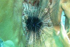 IMG_2200-.Medium