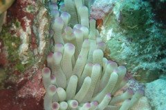 IMG_2203-.Medium