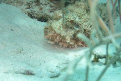 IMG_2204-.Medium