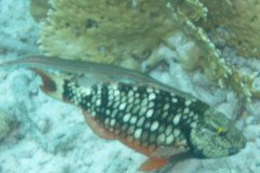 IMG_2206-.Medium