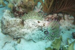 IMG_2207-.Medium
