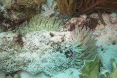 IMG_2208-.Medium
