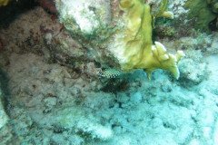 IMG_2210-.Medium