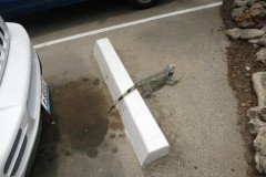 IMG_2212-.Medium