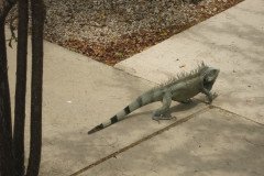 IMG_2213-.Medium
