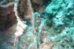 IMG_2216-.Medium