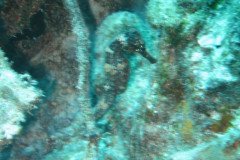 IMG_2217-.Medium