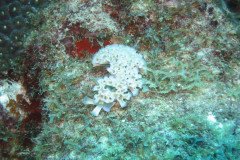IMG_2219-.Medium