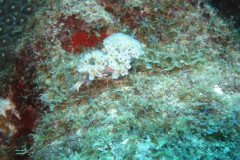 IMG_2220-.Medium
