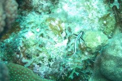 IMG_2223-.Medium
