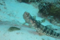 IMG_2227-.Medium