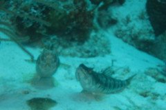 IMG_2228-.Medium