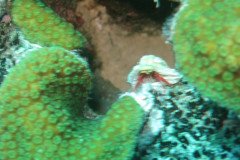 IMG_2229-.Medium