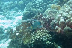 IMG_2232-.Medium