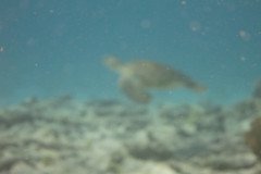 IMG_2233-.Medium